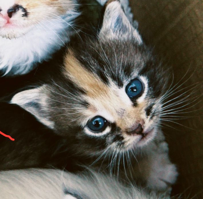 Котенок девочка, 1,5 месяца