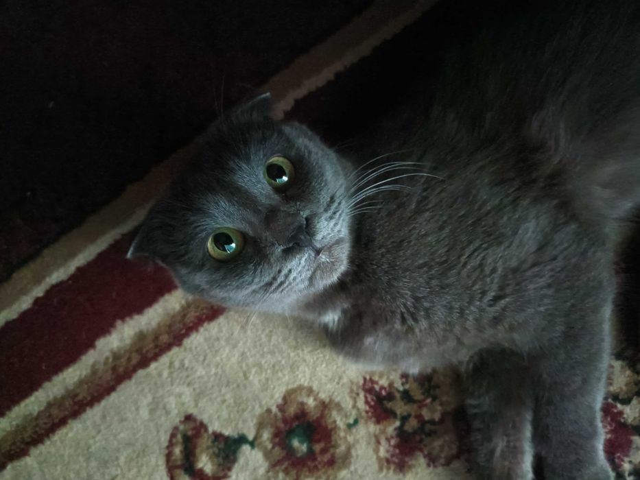 Отдам бесплатно кошку