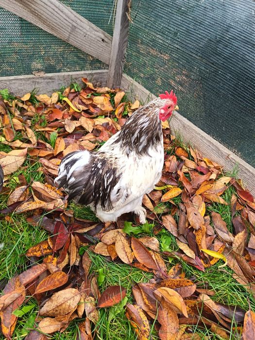 Gaini de Cochinchina pitic