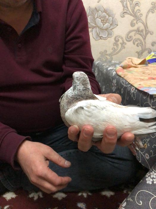 Голуби кабутар кафтар жувона