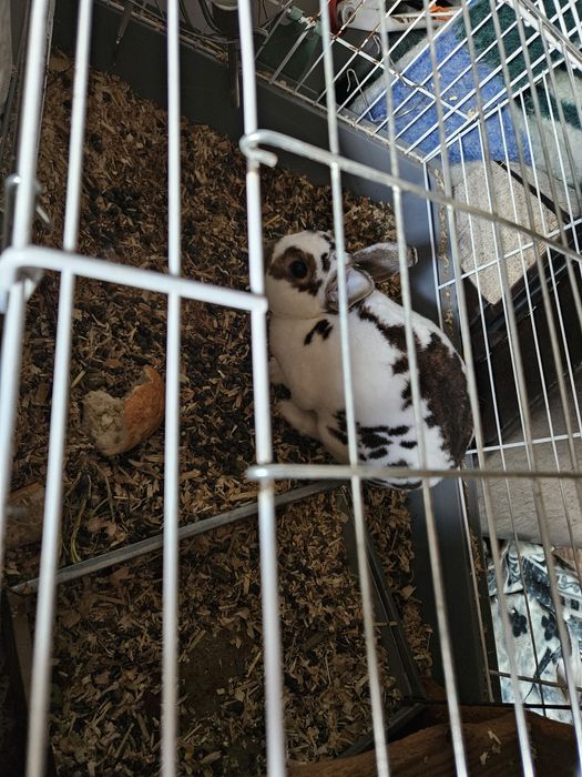 Iepure pitic de vanzare