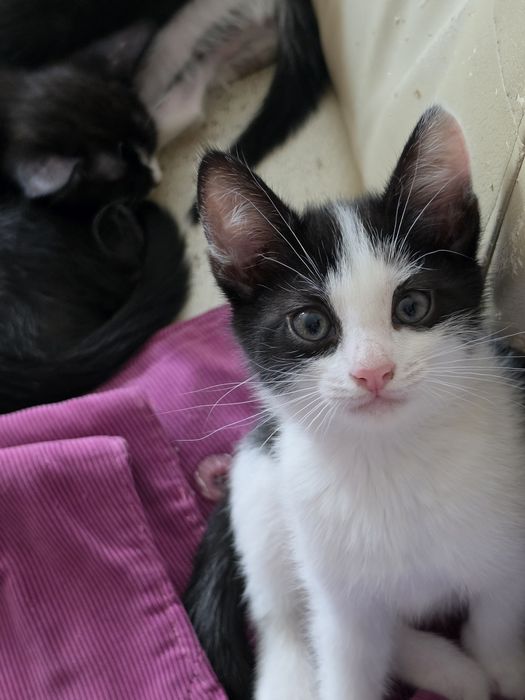 Отдам котят в добрые руки