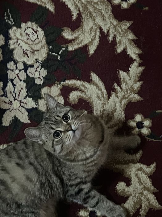 Scottish мраморный, готов к вязке