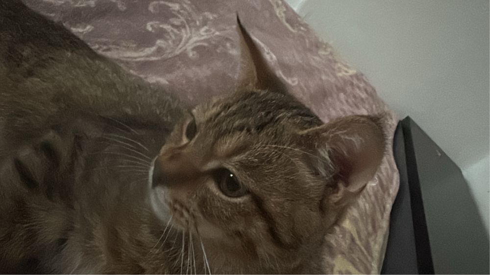 Отдам кота в добрые