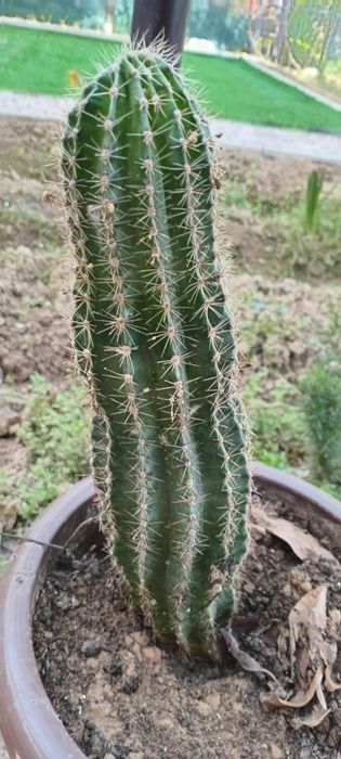 Кактус сотаман. Буйи 30 см