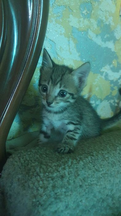 Котята ищут дом.