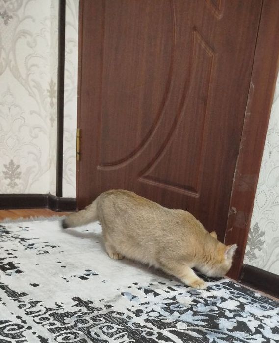 Продам британский шиншилла мальчика