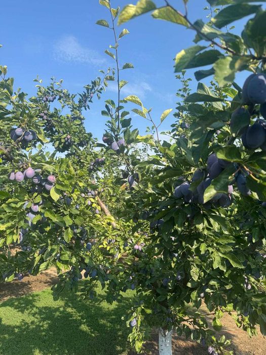 Vând prune (engros) soiuri CENTENARI-STANLEY livada proprie