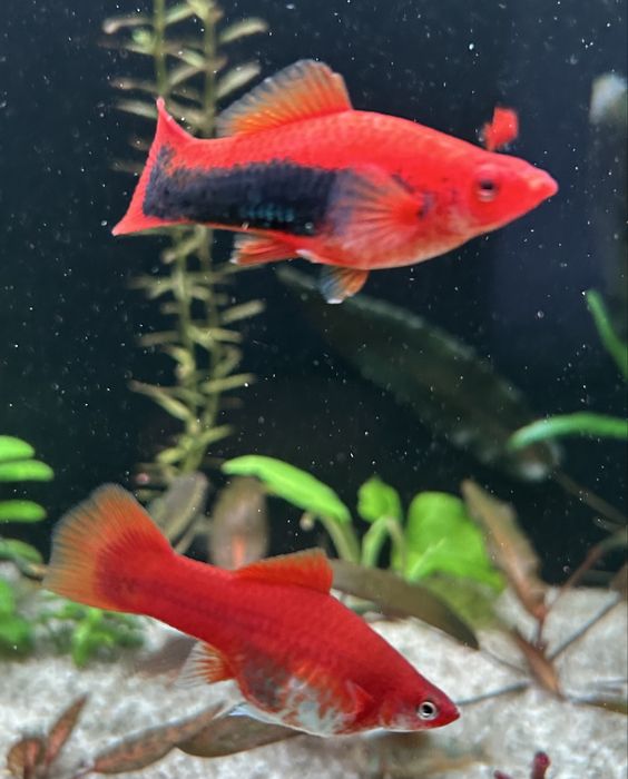 Аквариумные рыбки