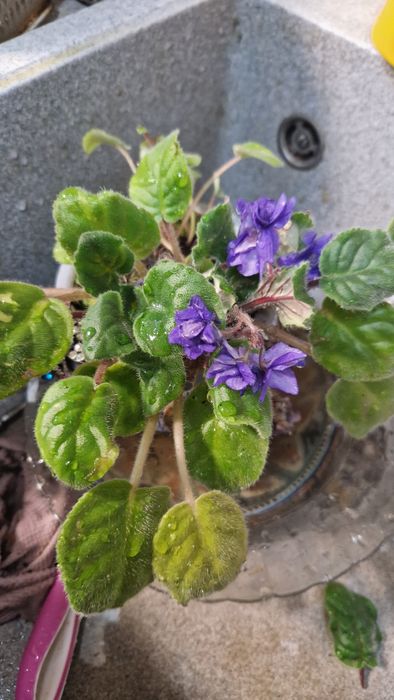 Декабристы.фиалки 500-800т.