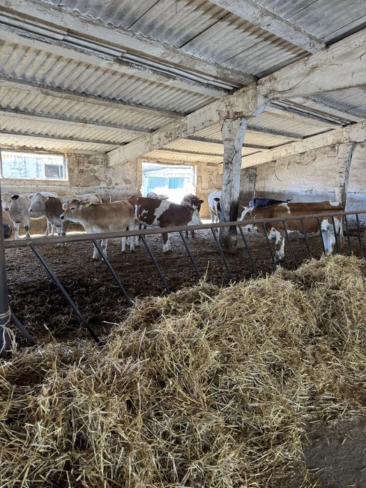 Vitei si vitele pentru export de vanzare