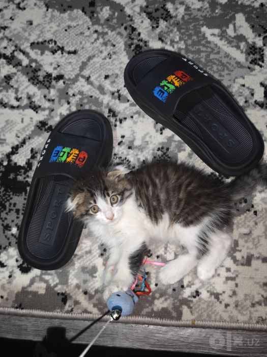 Мушукча зоти скотиш фолд