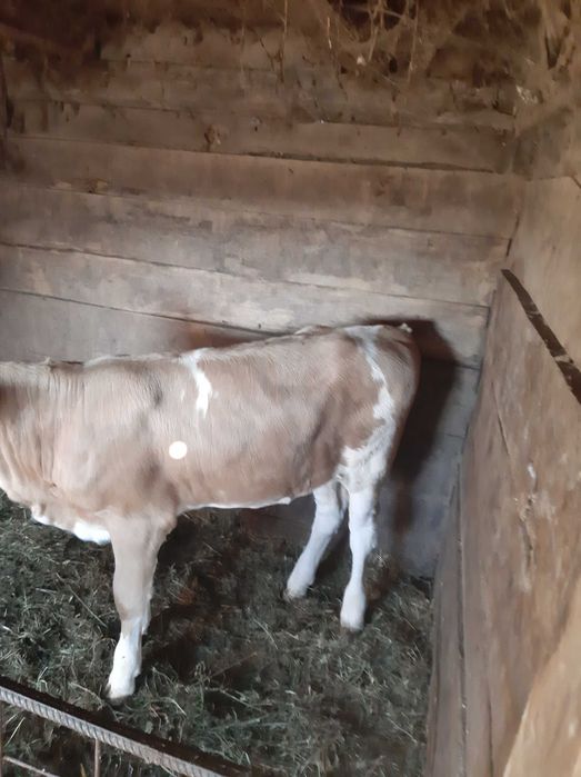 Vițea de 5 luni !!!
