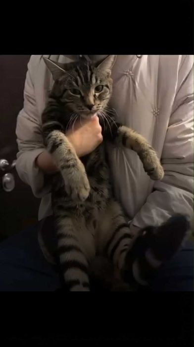 Найден  кот. Хозяин, забери!