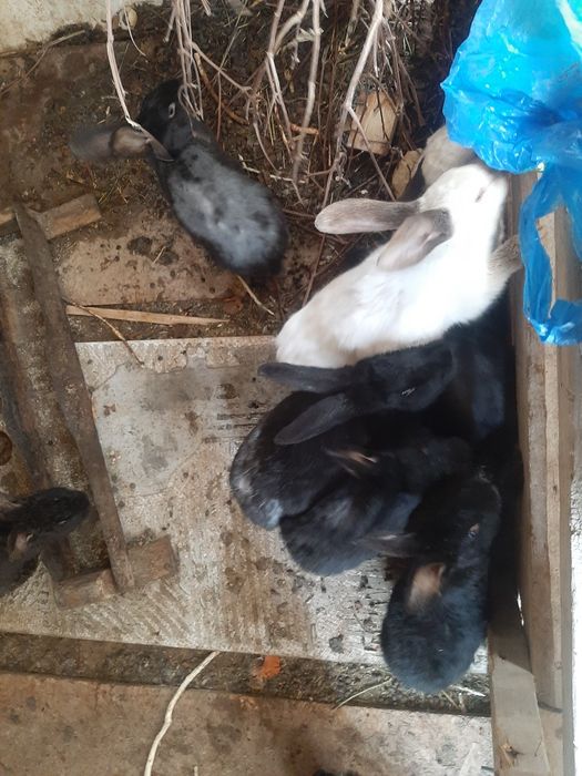 Кролики белый черные