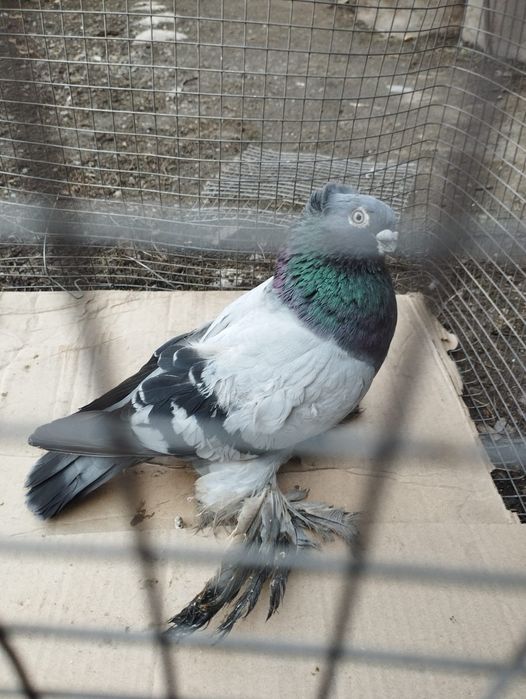 Продам самца голубя