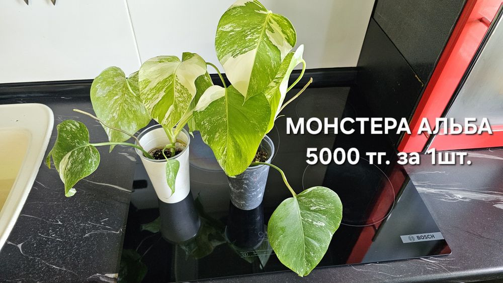 Комнатные растения