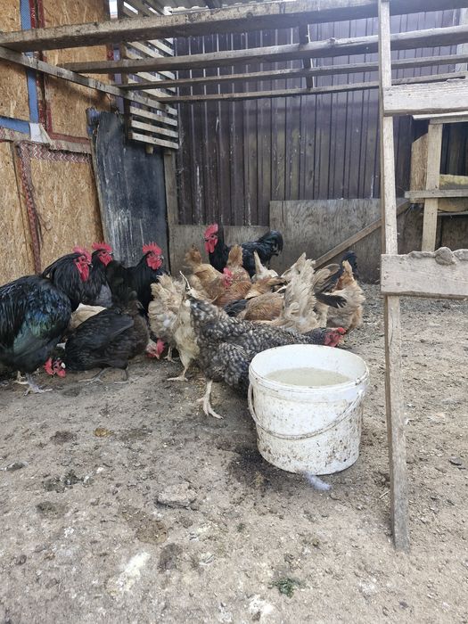 Продам домашних курей