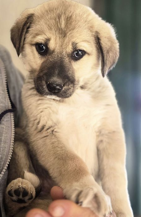 Щенок ищет дом и любящих хозяев