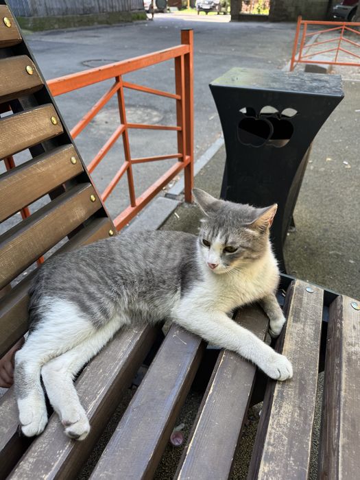 Отдам даром молодого котика