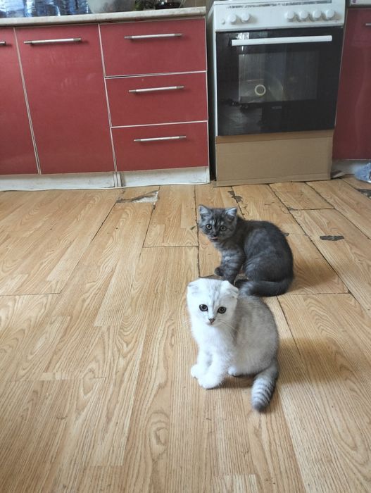 Котята шиншилла серебро