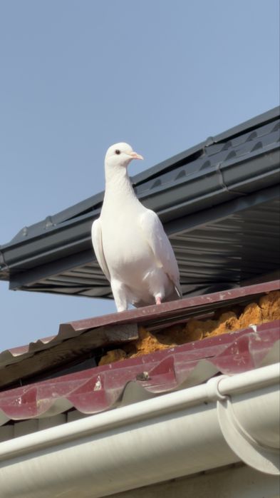 Голуби. Белая Иран голубка