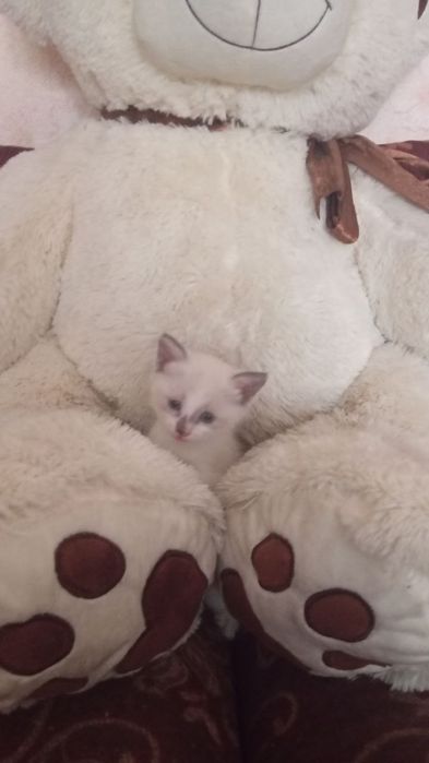 Сиамский котенок возраст 1.5 м