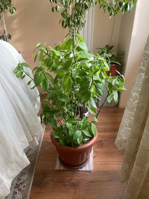 Агава, лимон, шефлера, фикус, традесеанция, хлорофильтрум, кактус