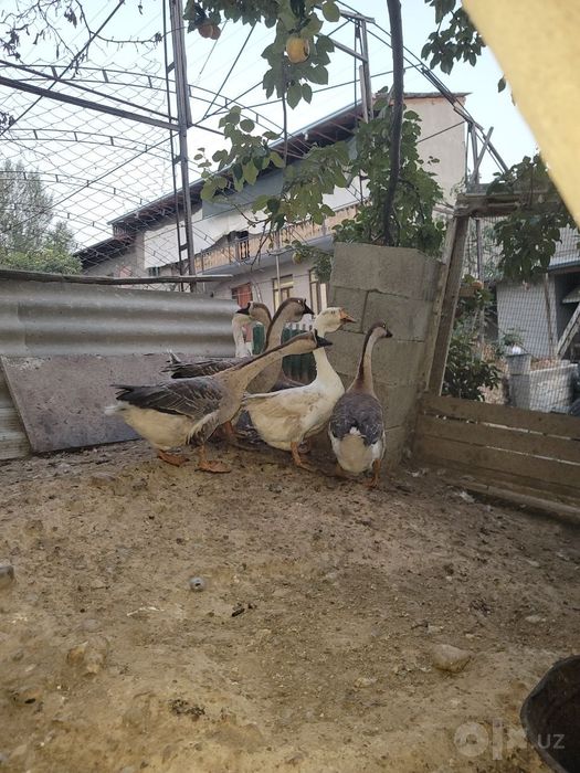 Gòz bor sotiladigan ayol va erkak