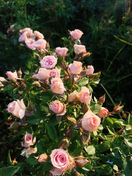 Атиргул кочатллари сотамиз Иссихонага экишга