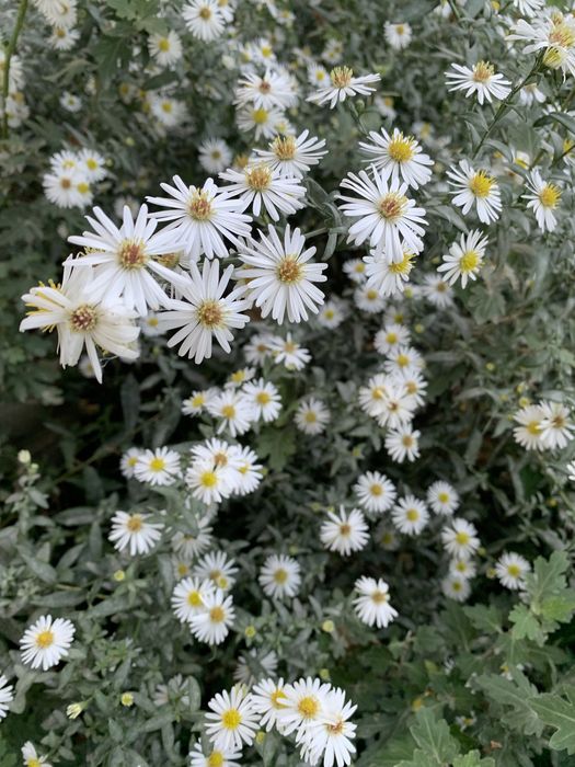 Семена и ростки