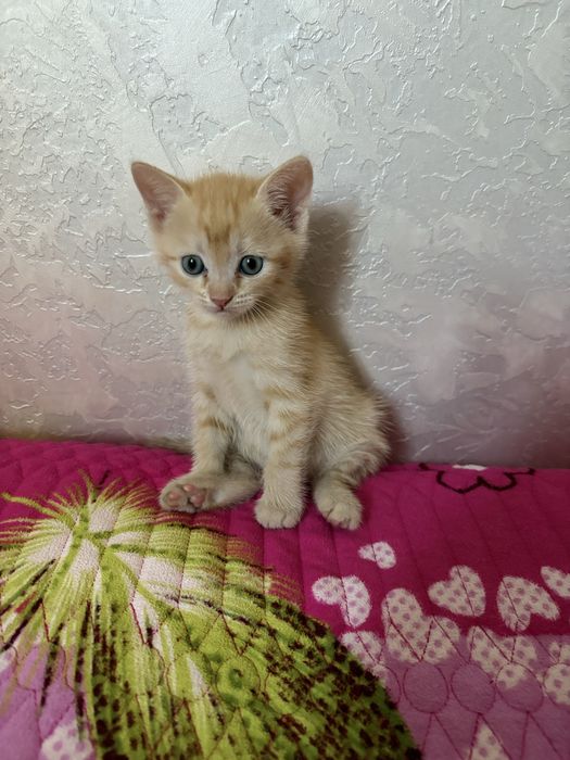 Отдаю котенка Срочно!!