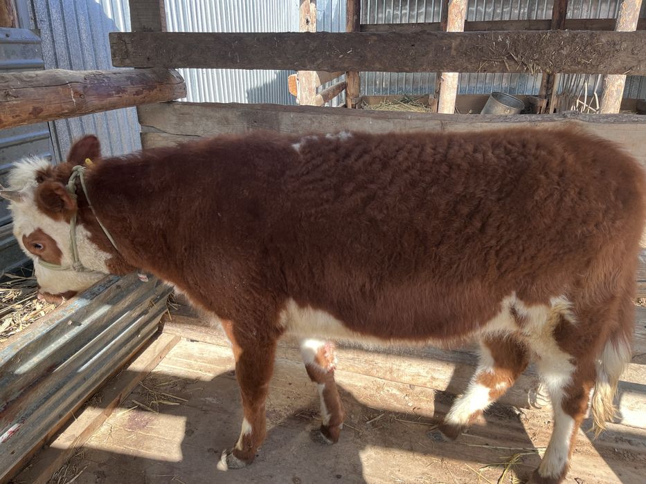 Кызыл кашар бир жарм жасар