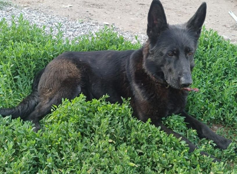 Продам щенков немецкой овчарки