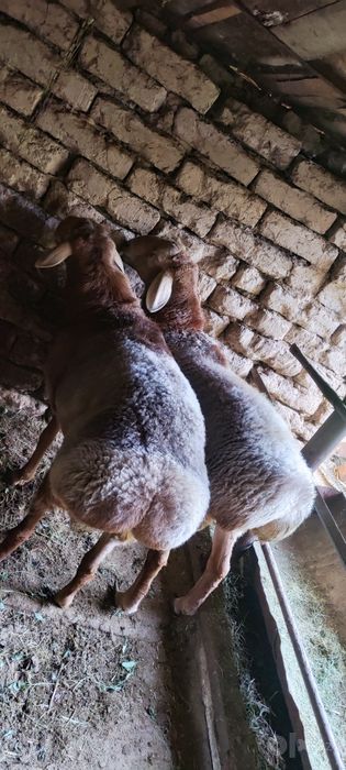 Наслдор қўй қўчқорлар сотилади Qoy Qo‘y Qo‘chqor qochqor