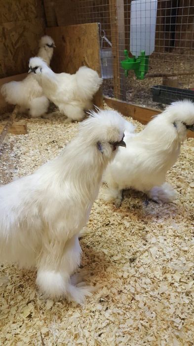 Sholk tuxumlari bor 10ta