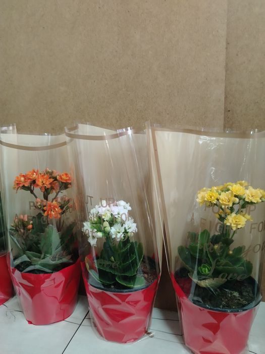 Герань Каланхоэ местный адаптирован