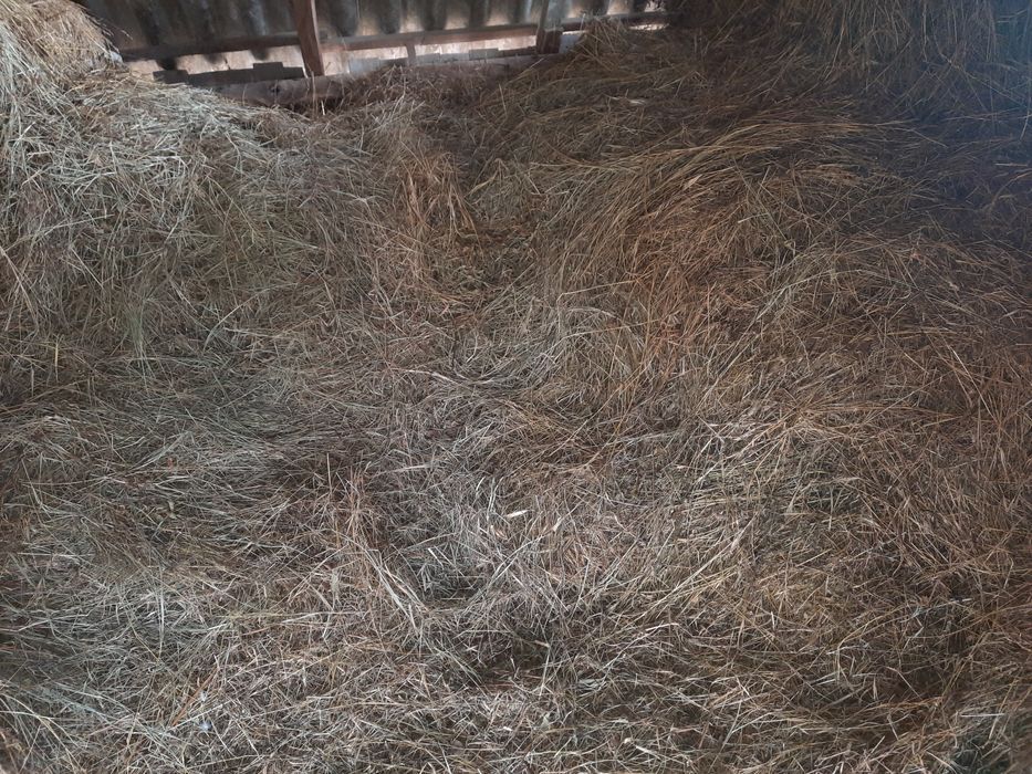 Fân de vânzare ținut în fânar