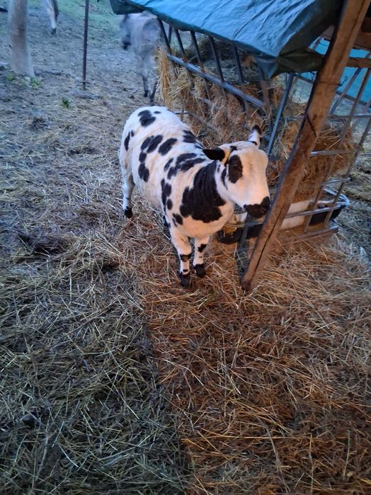 Vând berbecuț de anul trecut rasă pătat olandez