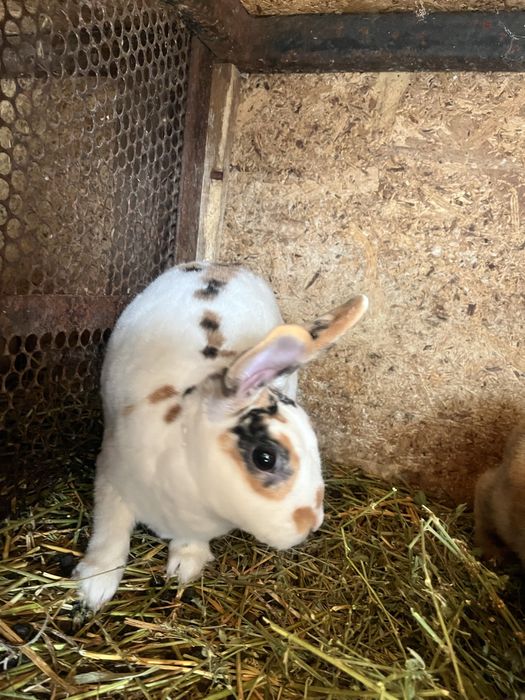 Iepuroaice mature Rex pitic și Holland lop. Citiți descrierea !