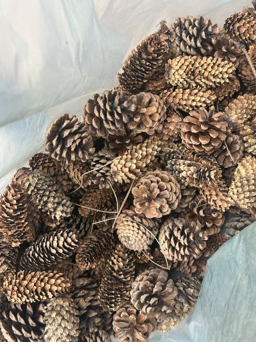 Продам шишки сосновые и еловые