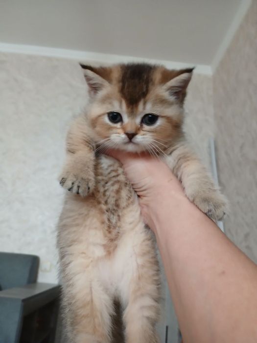 Продаю котенка шиншила