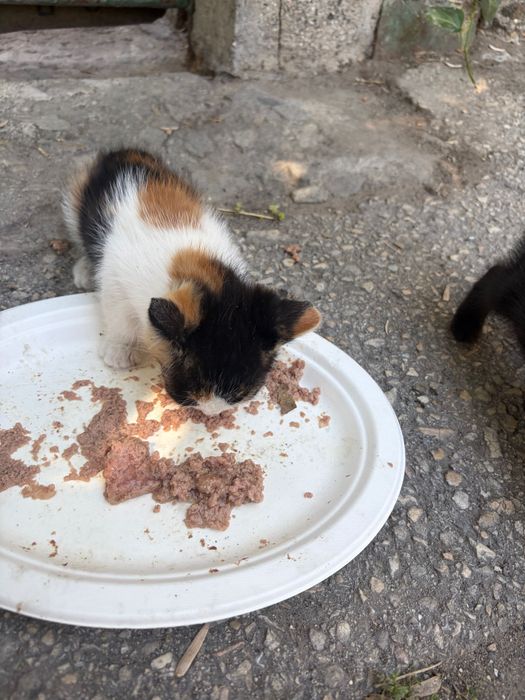 Малки , вече опитомени улични котенца