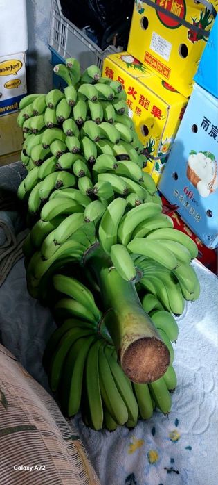 Banan ko’chat karalevskiy
