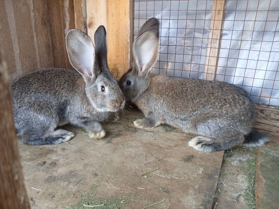 Flandr quyon bolalari sotiladi