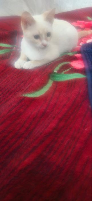 Котенок в добрые руки