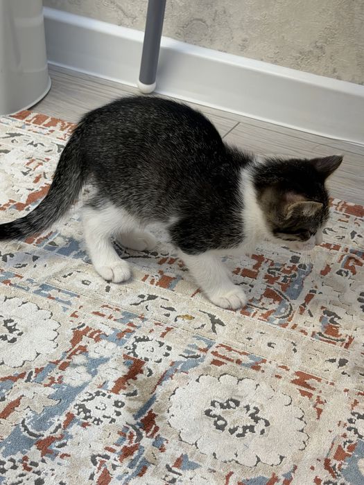Котята в хорошие руки