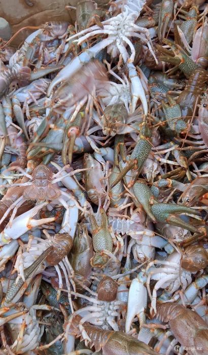 Морские сэты Раки город Атырау !!!