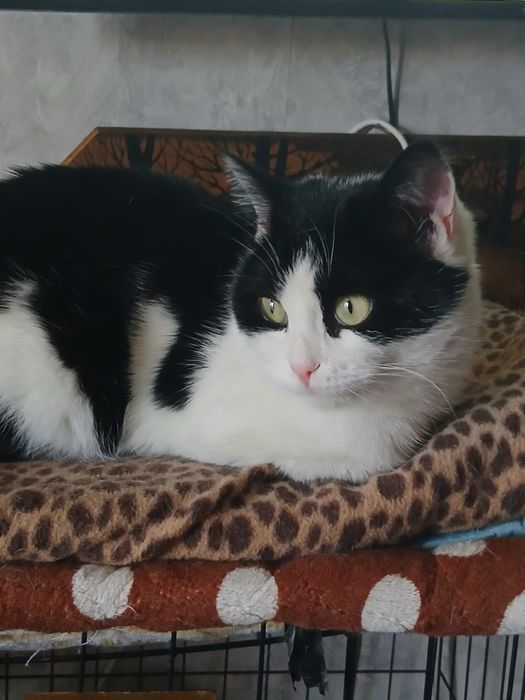 Дарю котика Кешу!