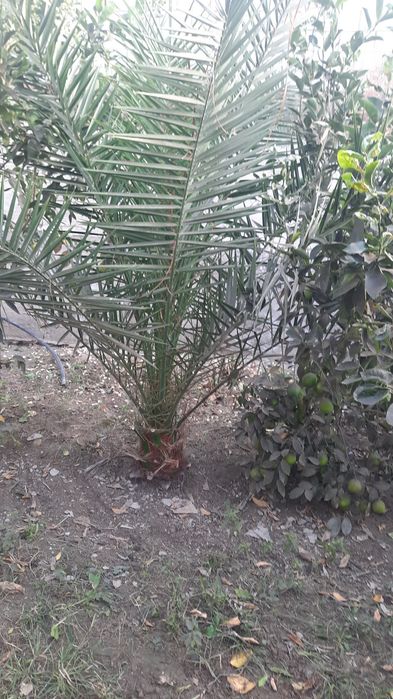 Zimniy palma sotiladi juda katta